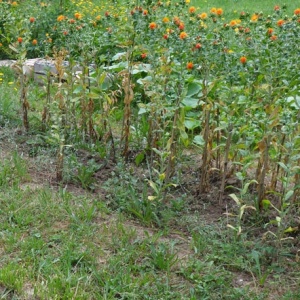 Jardin tinctorial