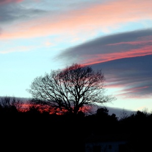 Arbres